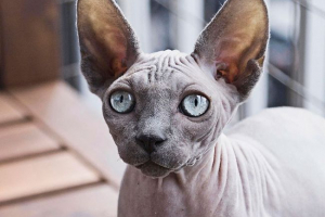 Top 10 mačaka pasmina s velikim ušima